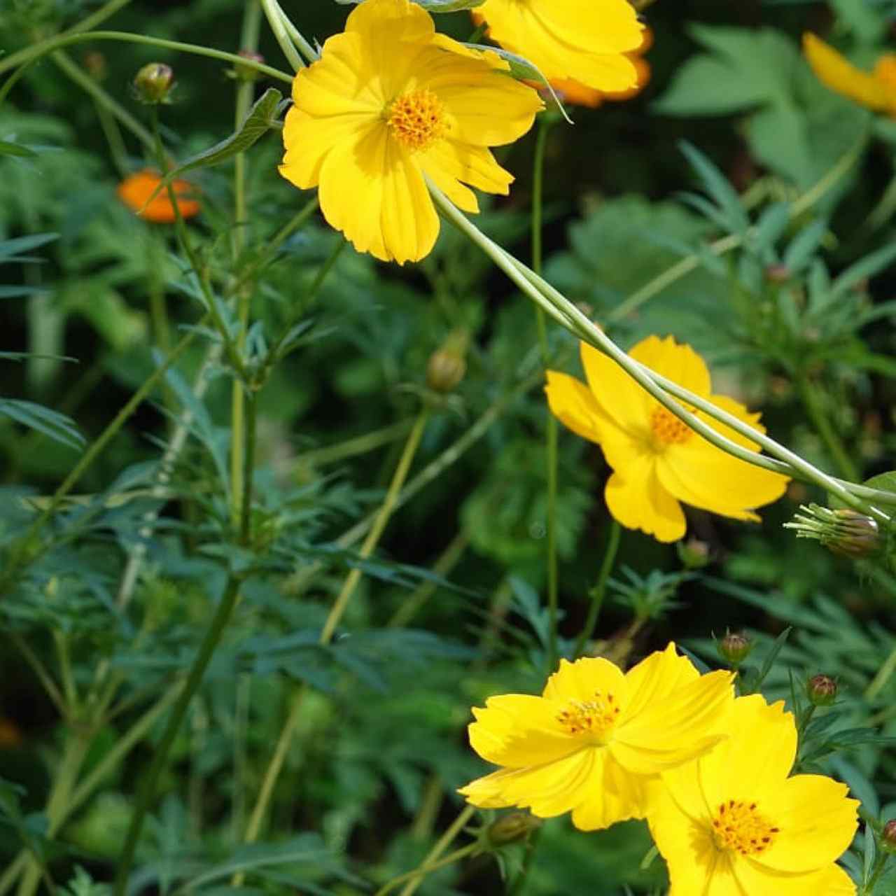 Cosmos Brightlight Mix - Open Pollination Seeds