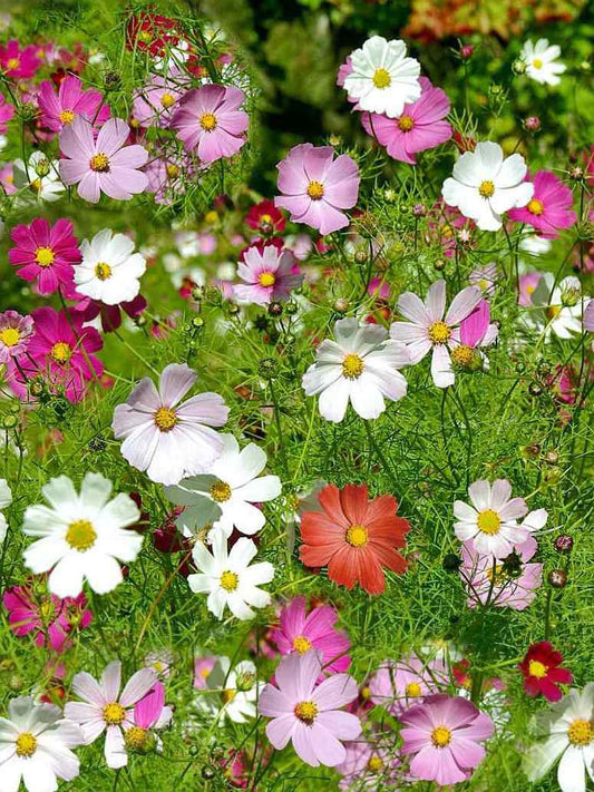 Cosmos Bipinnatus Dwarf- Open Pollination Seeds