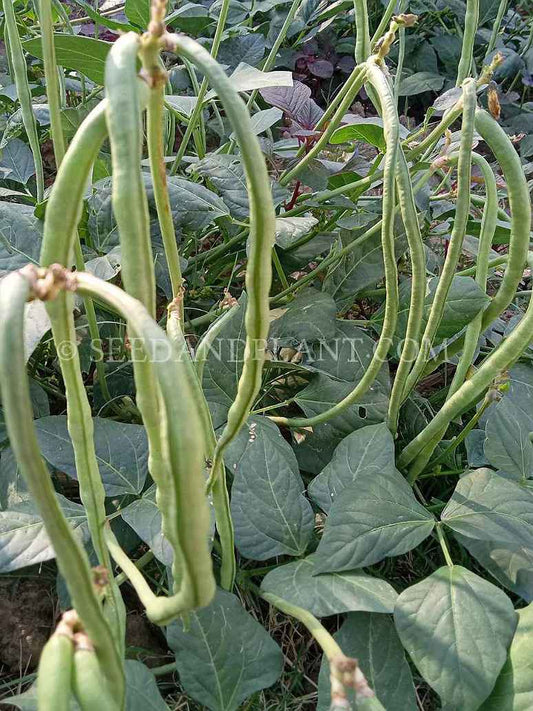 Cow Peas Dwarf - Open Pollination Seeds