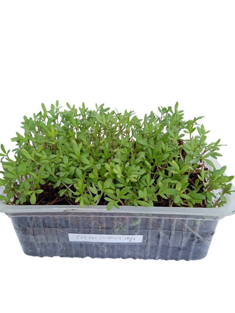Cress Common Microgreen - Open Pollination Seeds
