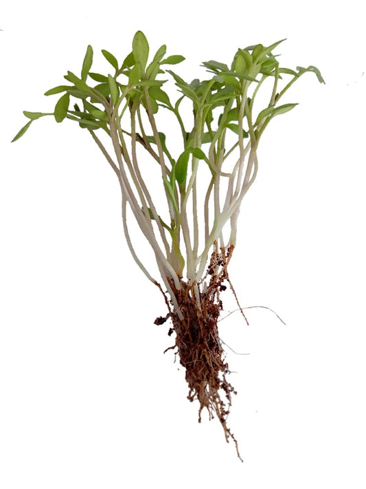 Cress Common Microgreen - Open Pollination Seeds