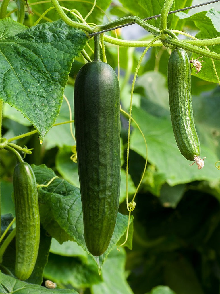 Cucumber English - Open Pollination Seeds