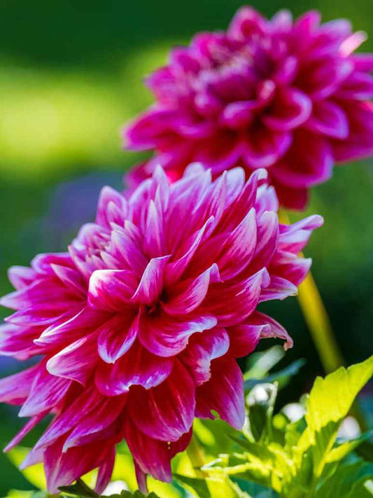 Dahlia Variabillis Figaro Imperial Mix- Open Pollination Seeds