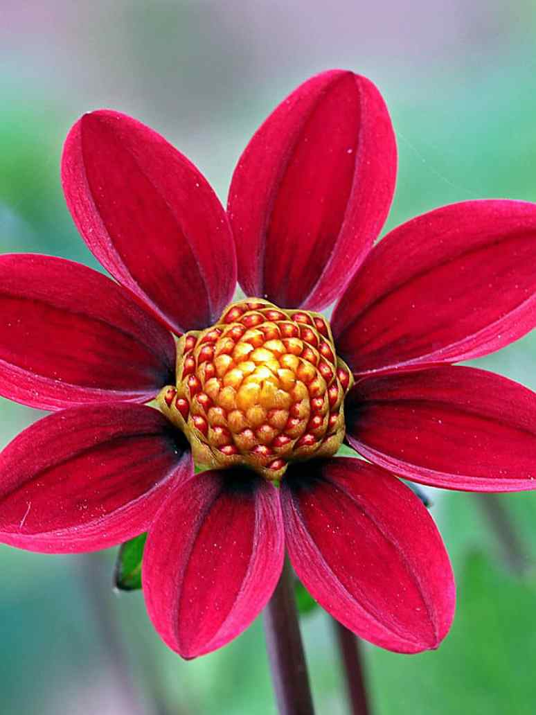 Dahlia Variabillis Top Star Beauty Mix-Open Pollination Seeds