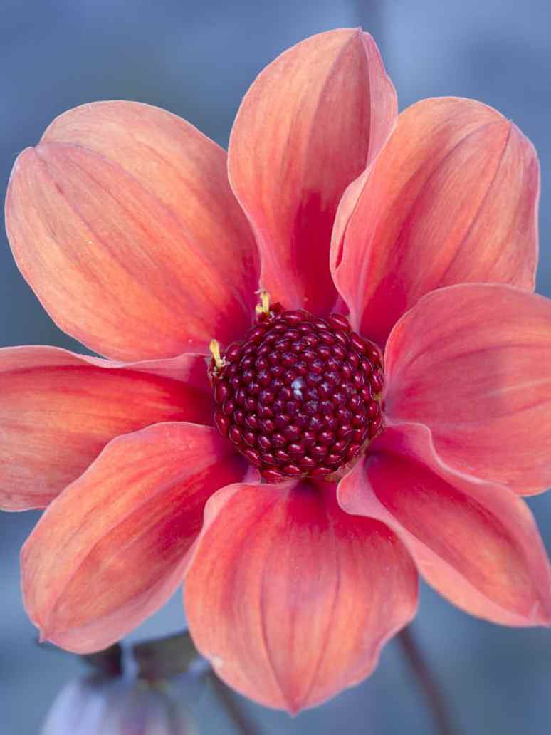 Dahlia Variabillis Top Star Beauty Mix-Open Pollination Seeds