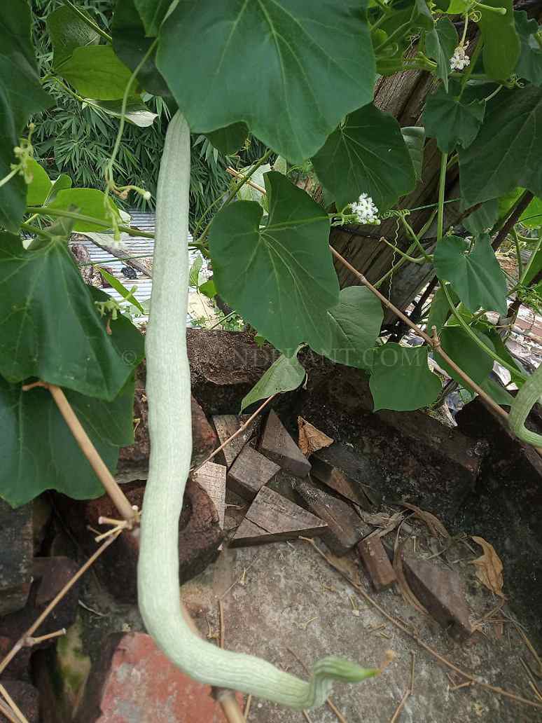snake gourd plant pictures Desi-White Snake Gourd Seed-Open Pollinated – seed and plant