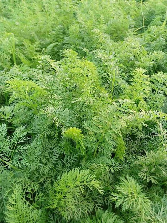 Desi Carrot Red - Open Pollination Seeds