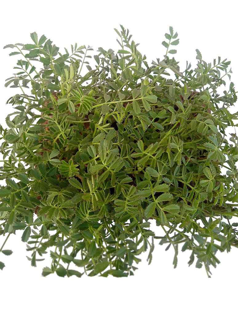Desi Chickpeas or Chana-Microgreen -Open Pollination Seeds