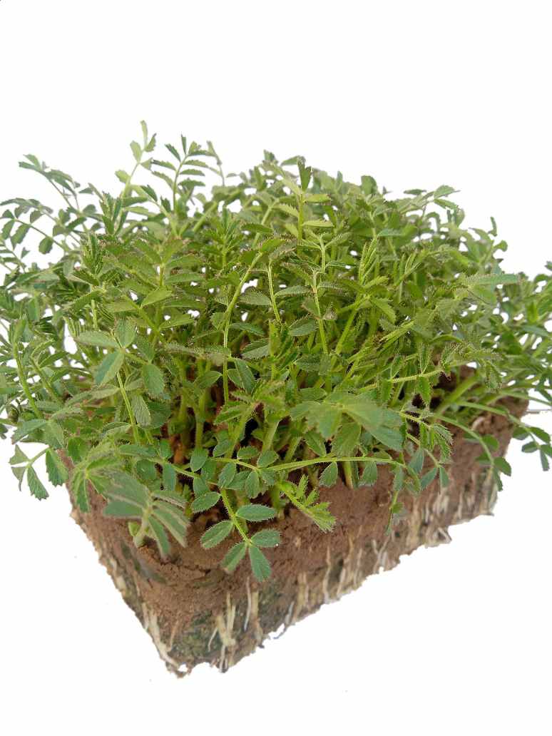 Desi Chickpeas or Chana-Microgreen -Open Pollination Seeds