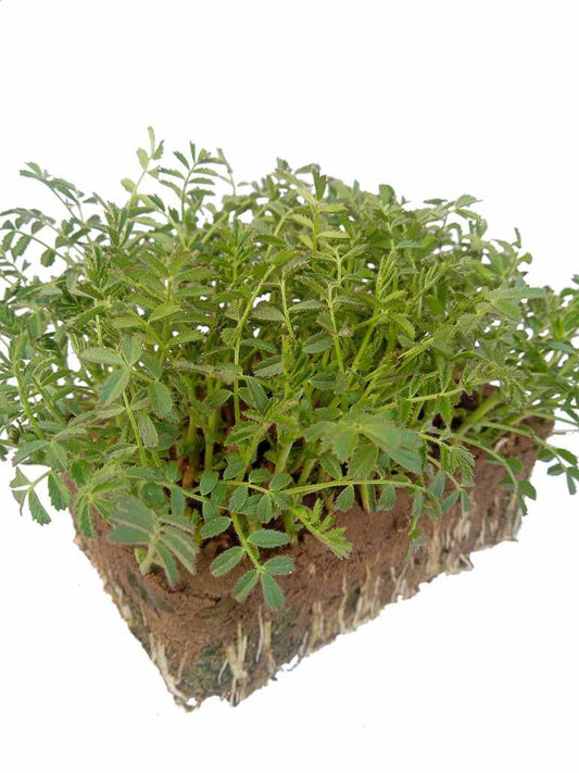 Desi Chickpeas or Chana-Microgreen -Open Pollination Seeds