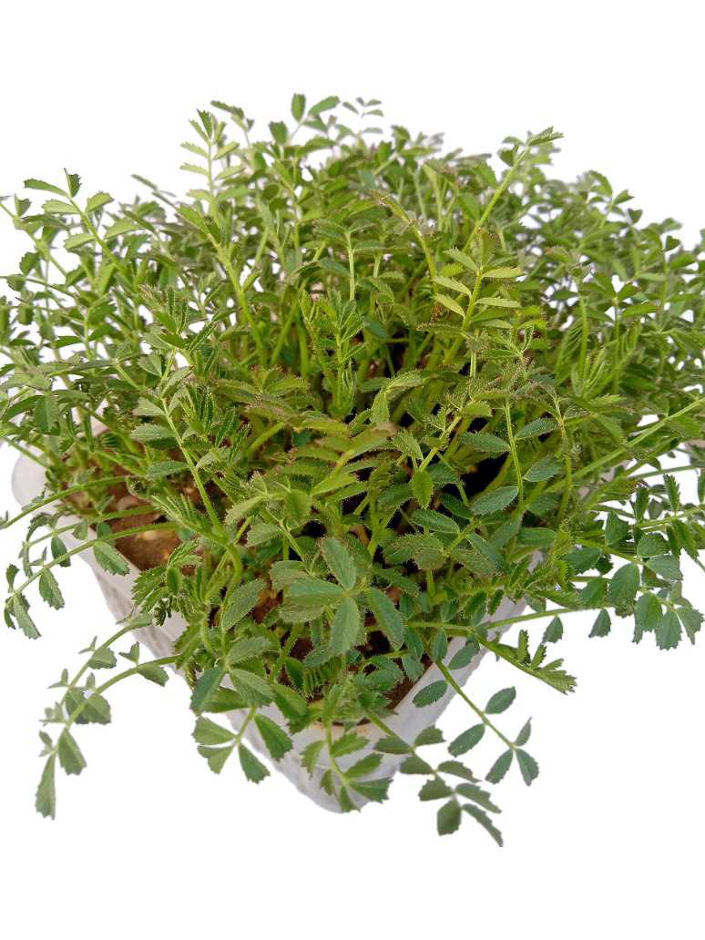 Desi Chickpeas or Chana-Microgreen -Open Pollination Seeds