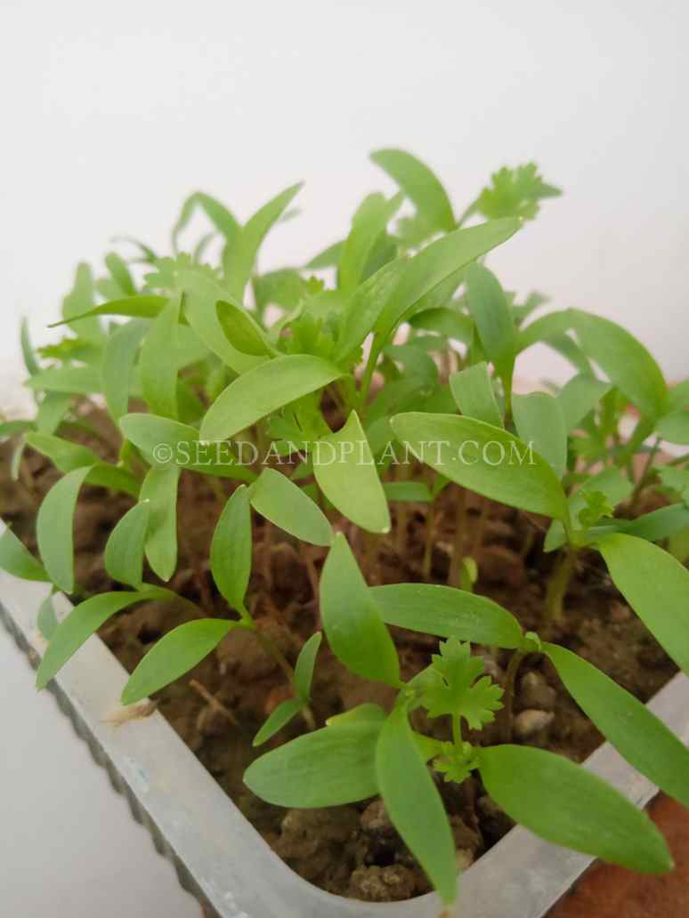 Desi-Coriander (Dhaniya)-Microgreen Seeds -Open Pollination