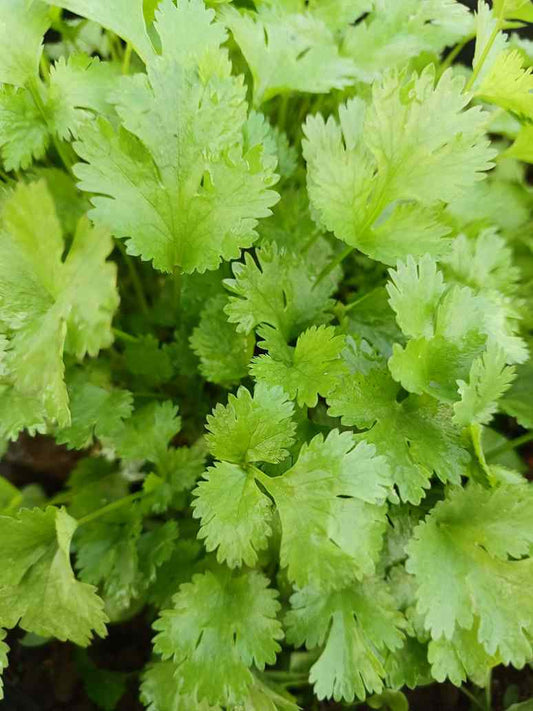 Desi Coriander - Open Pollination Seeds