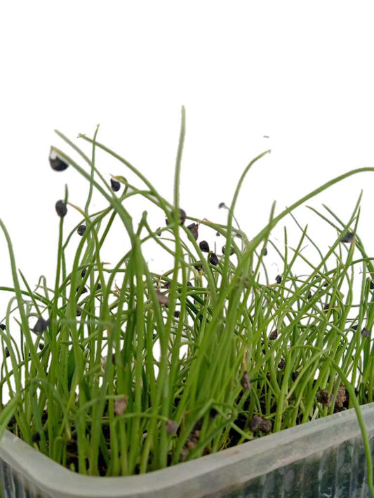 Desi Onion-Microgreen - Open Pollination Seeds