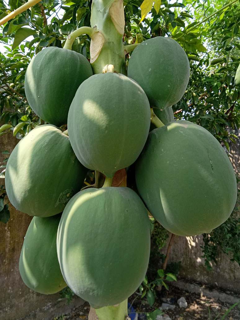 papaya seed planting Papaya Desi Nanha Pusa