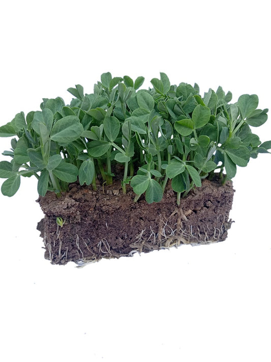 Desi Pea-Microgreen Seeds-Open Pollination
