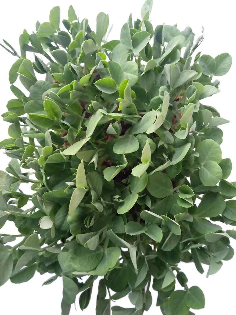 Desi Pea-Microgreen Seeds-Open Pollination