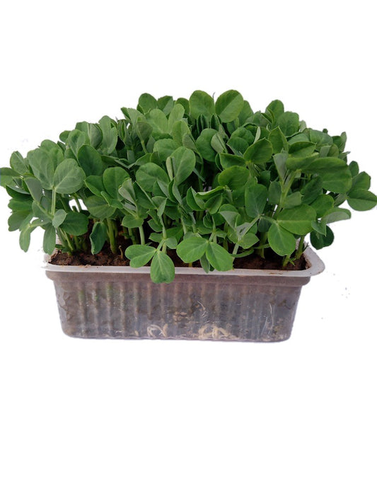 Desi Pea-Microgreen Seeds-Open Pollination