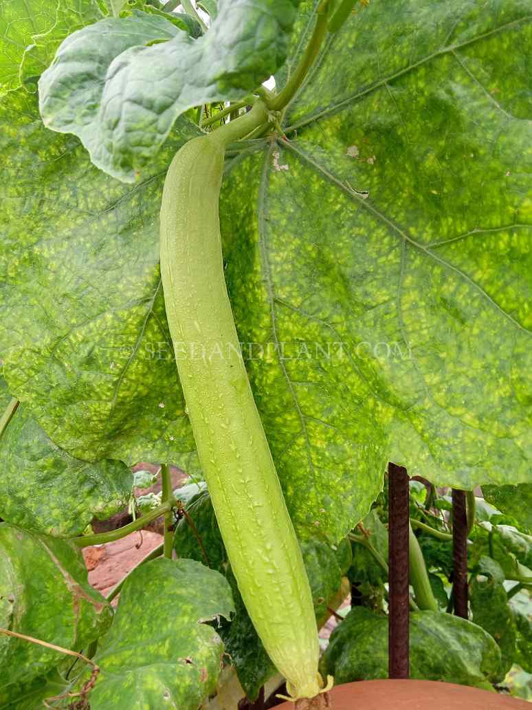 Desi Sponge Gourd Light Green Seed