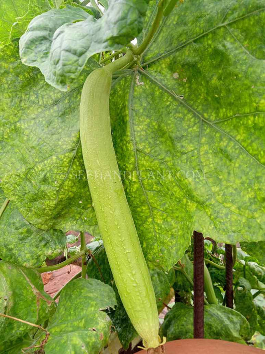 Desi Sponge Gourd Light Green Seed