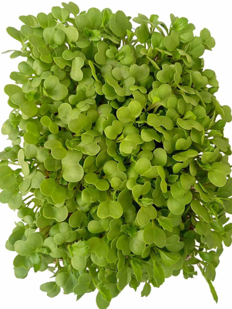 Desi Yellow Mustard-Microgreen Seed-(Open Pollinated)