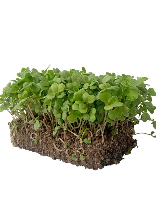 Desi Yellow Mustard-Microgreen Seed-(Open Pollinated)