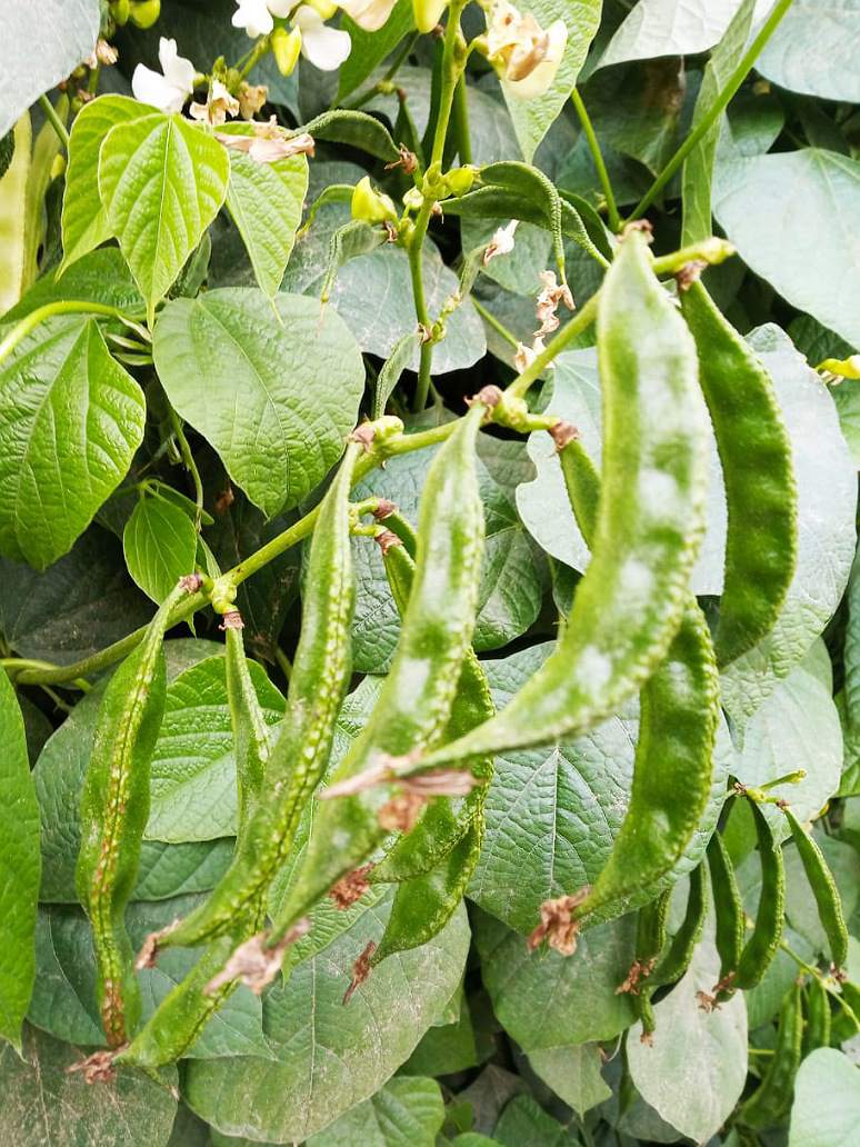 Dolichos Green-Open Pollination Seeds
