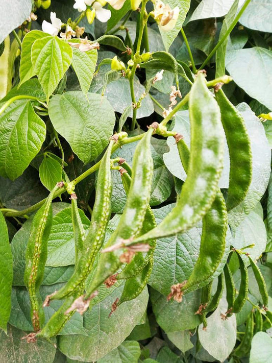 Dolichos Green-Open Pollination Seeds