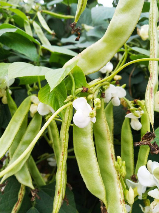 Dolichos Light Green-Open Pollination Seeds