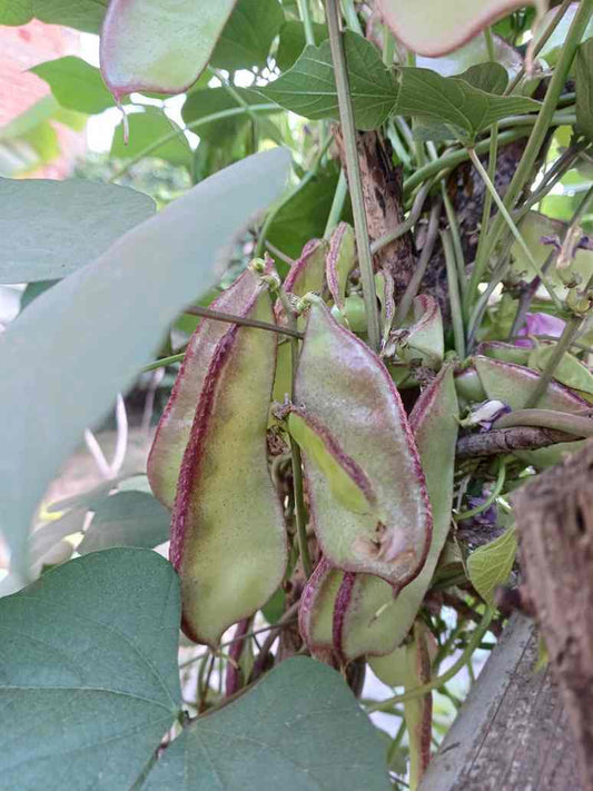 Dolichos Red Broad- Open Pollination Seeds