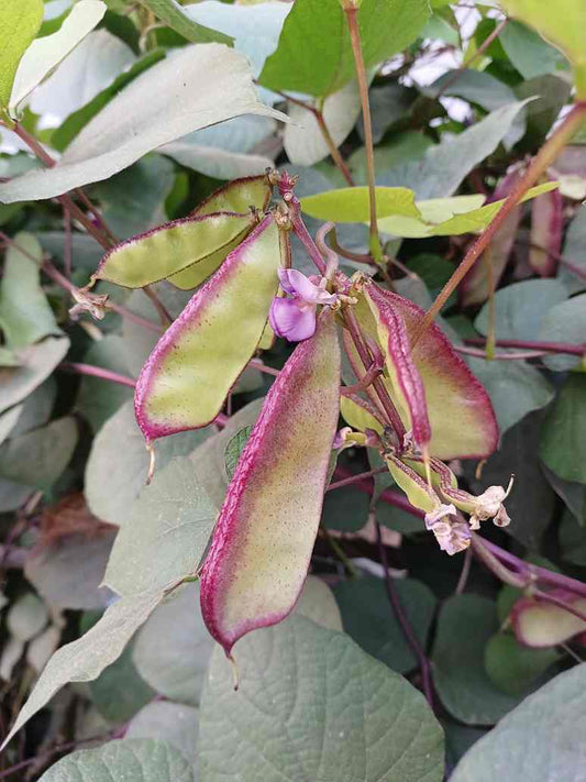 Dolichos Red Broad- Open Pollination Seeds