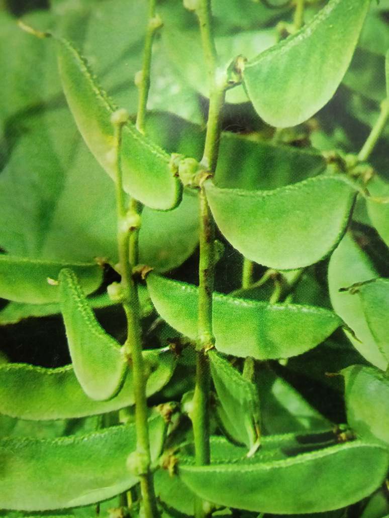 the seeds of the dolichos biflorus plant will agglutinate Dolichos Vegetable Seed Hybrid – seed and plant