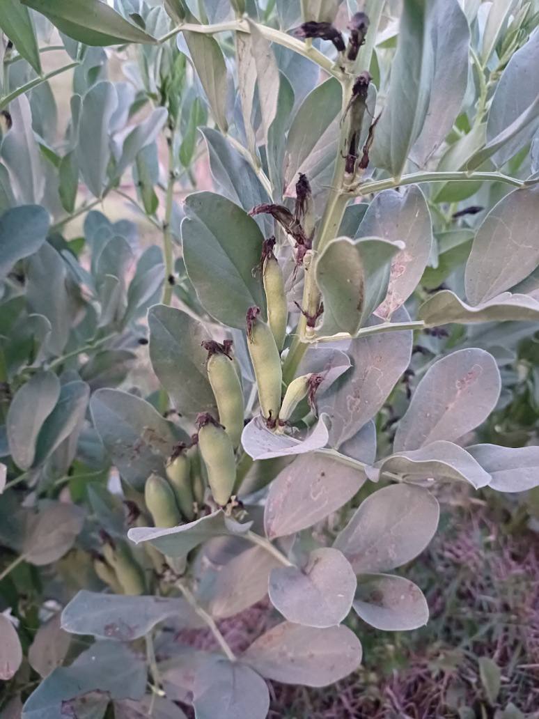 Broad Bean or Fava Bean- Open Pollination Seeds