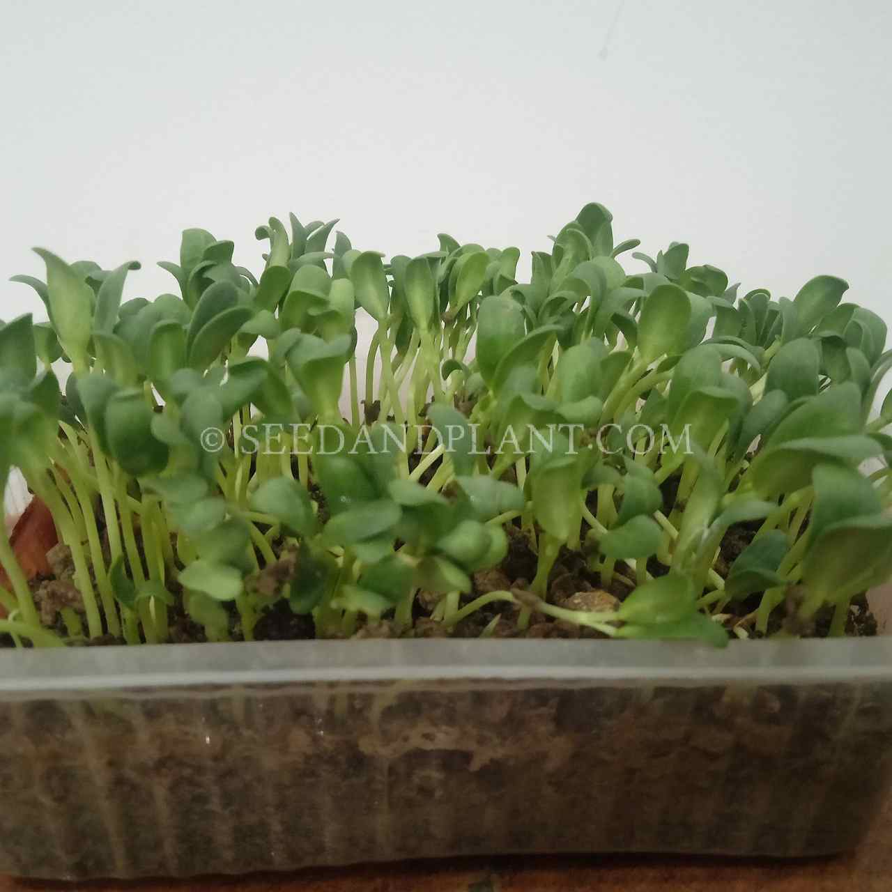 Fenugreek-Microgreen Seeds-OP