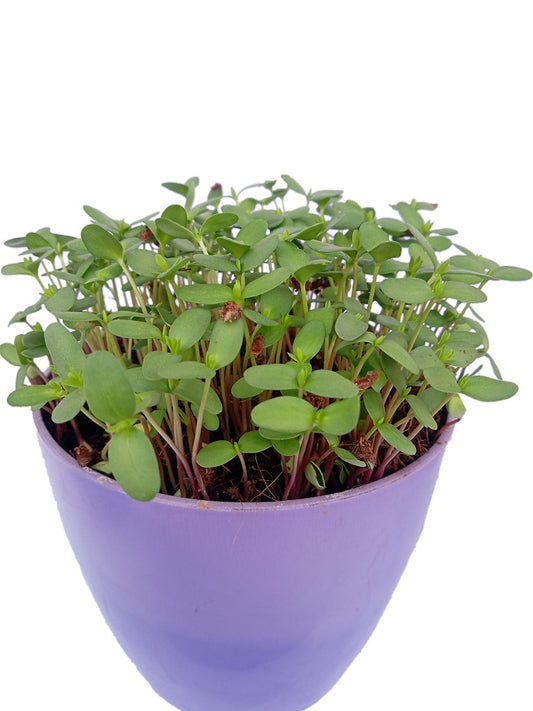 Flax Microgreen Seed Open Pollination