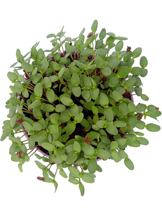 Flax Microgreen Seed Open Pollination