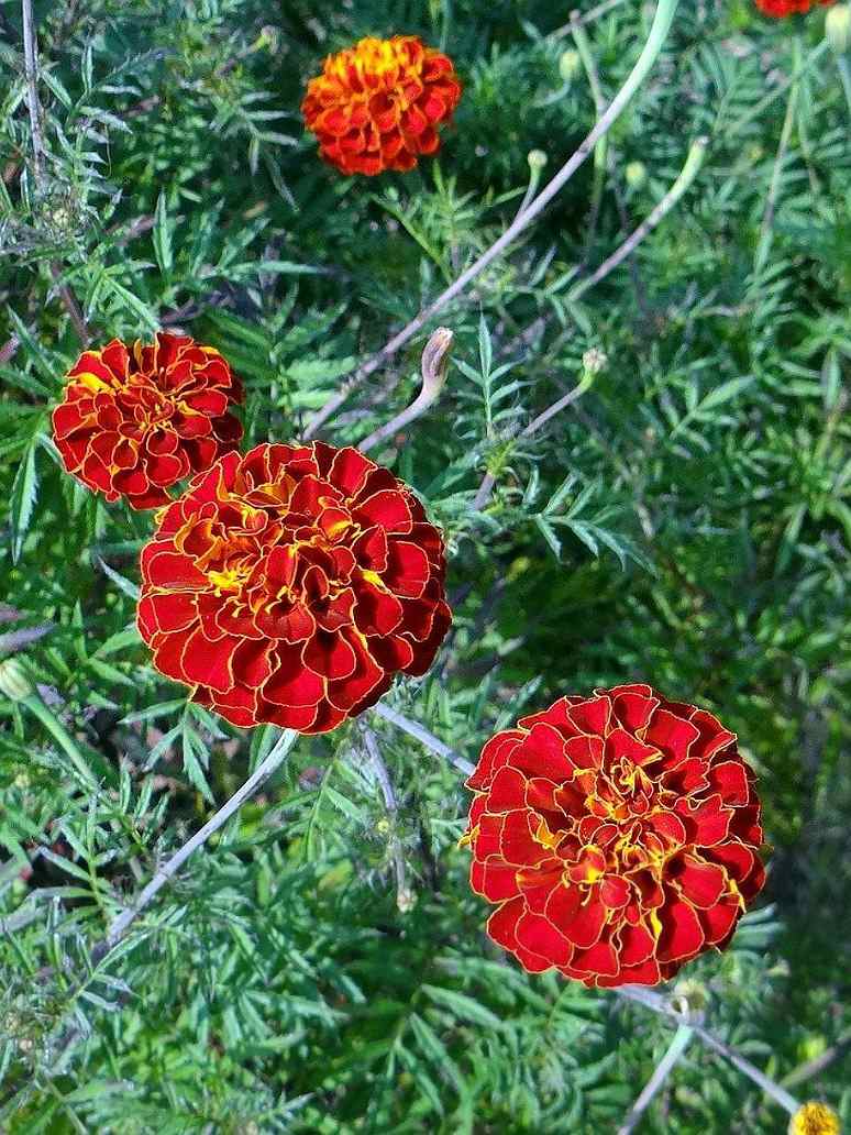 red marigold flower seed French Marigold Scarlet Red- Seeds – seed and plant