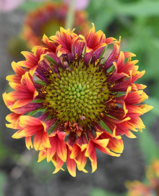 Gaillardia Double Mix Seed Open Pollination