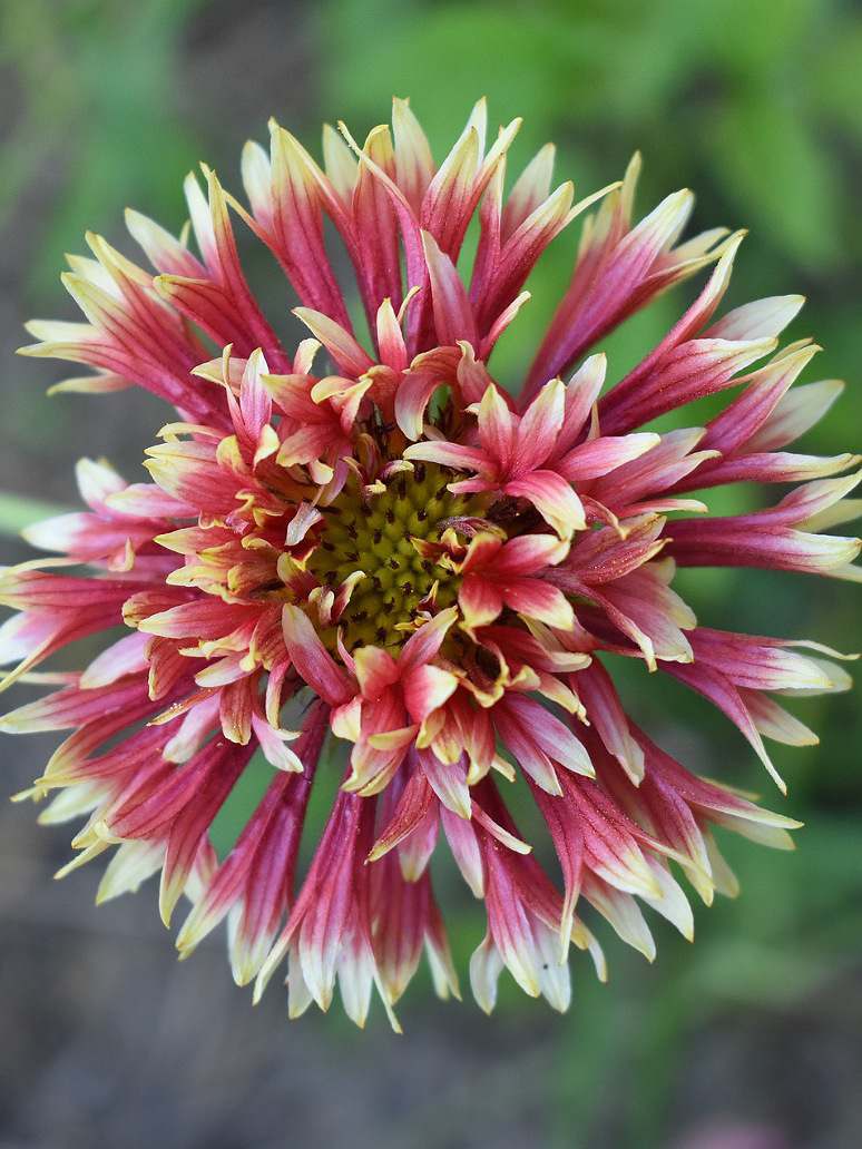 Gaillardia Double Mix Seed Open Pollination