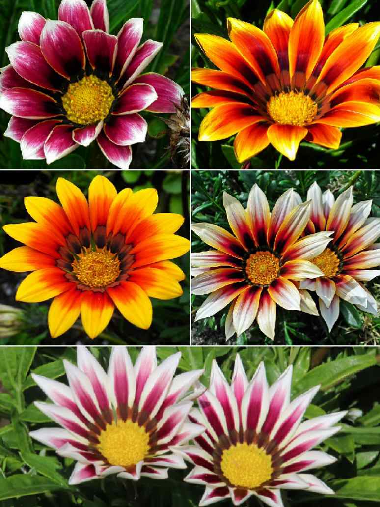 Gazania Star Light  Dwarf	-Seed