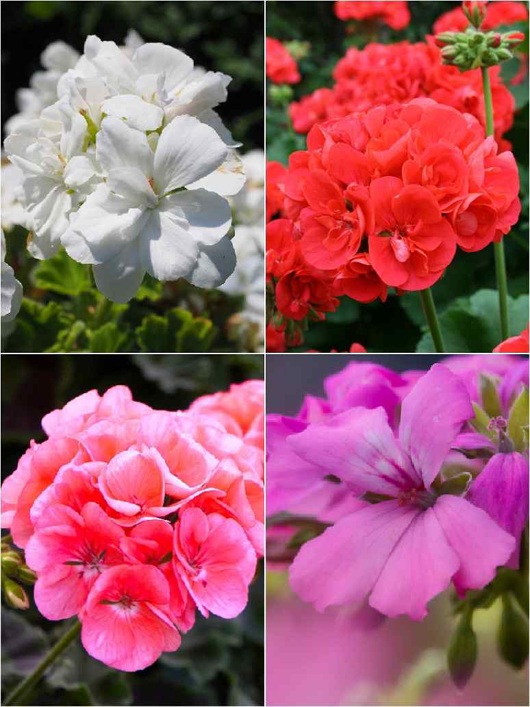 Geranium Flower Mix- Seeds
