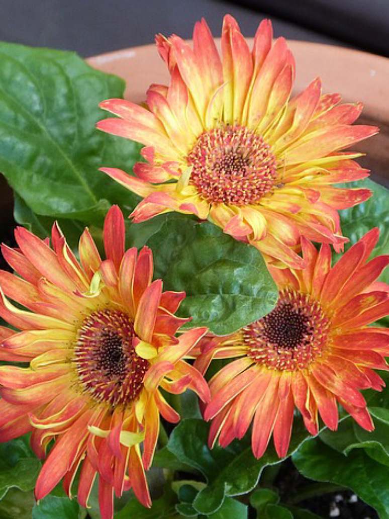 Gerbera Mix Flower - Open Pollination Seeds