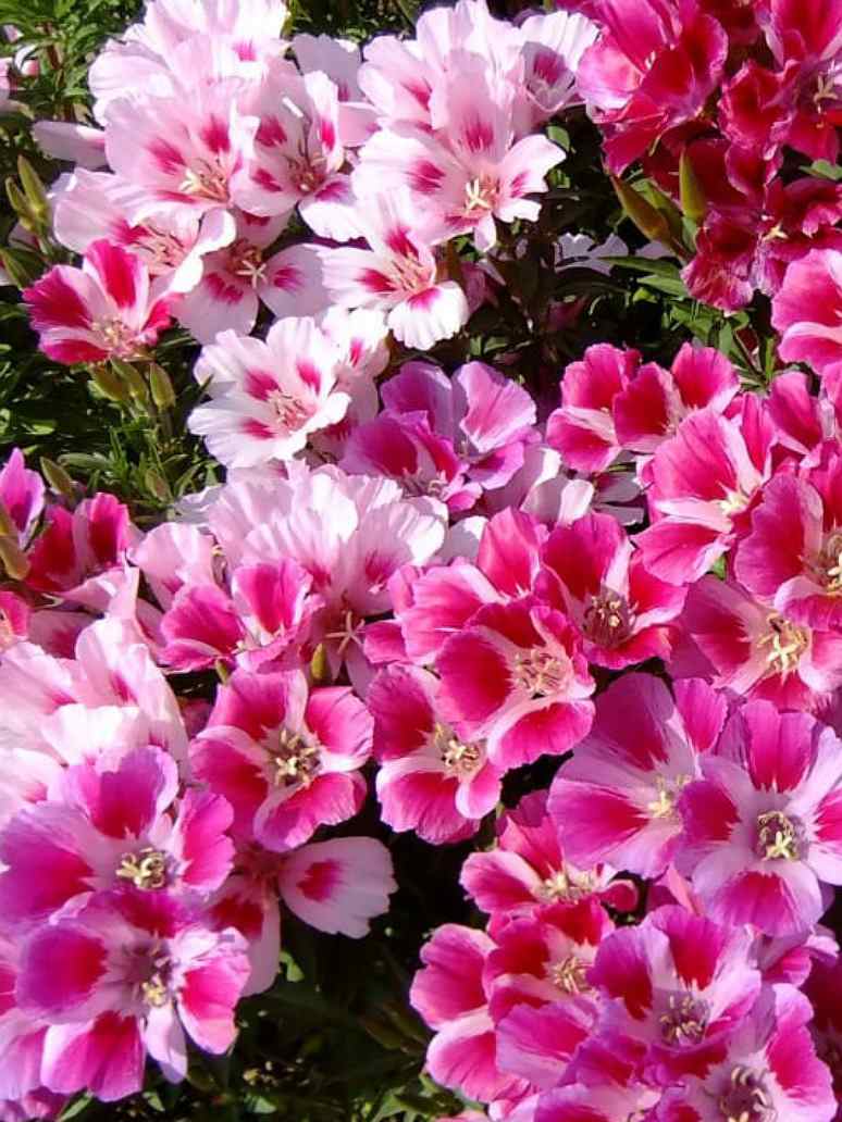 Godetia Azaleaflora
Mix-Seed