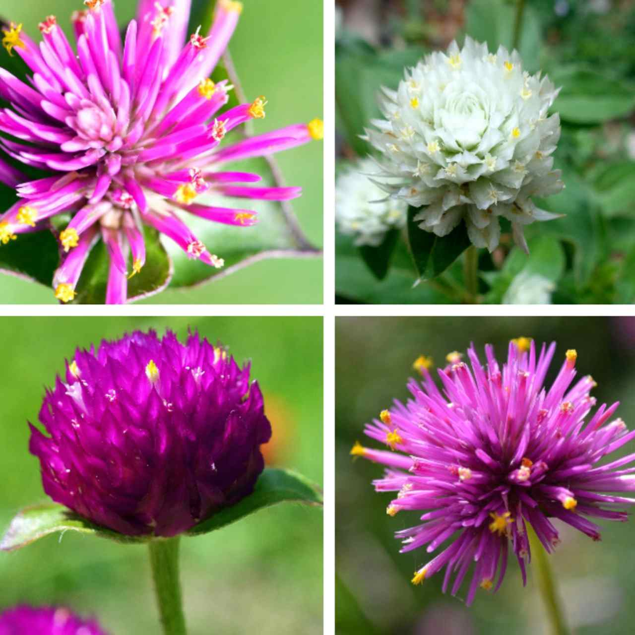 Gomphrena Choice Mix-Seeds
