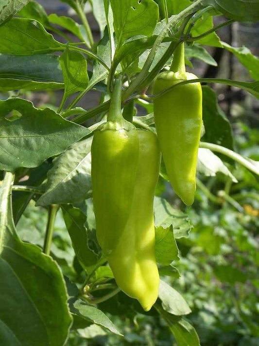 Green Bhajiya Chilli Seeds (Open Pollinated)