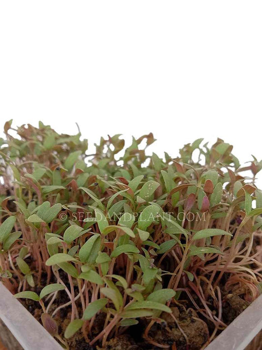 Green Chaulai Microgreen Seeds