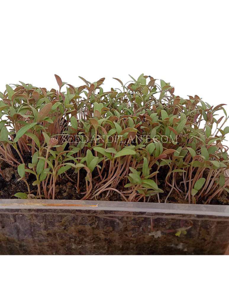 Green Chaulai Microgreen Seeds