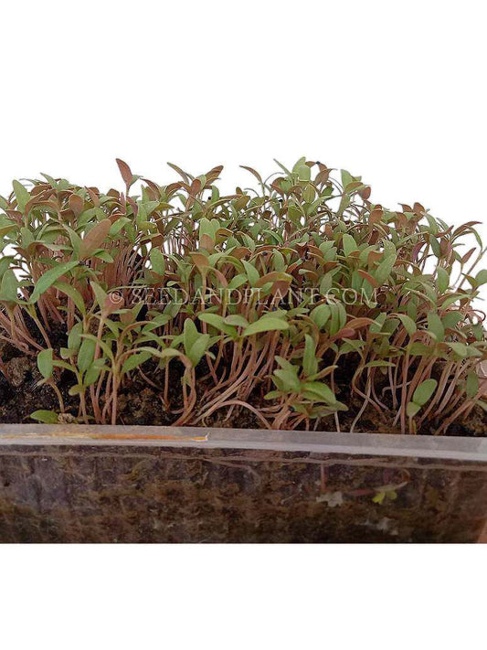 Green Chaulai Microgreen Seeds