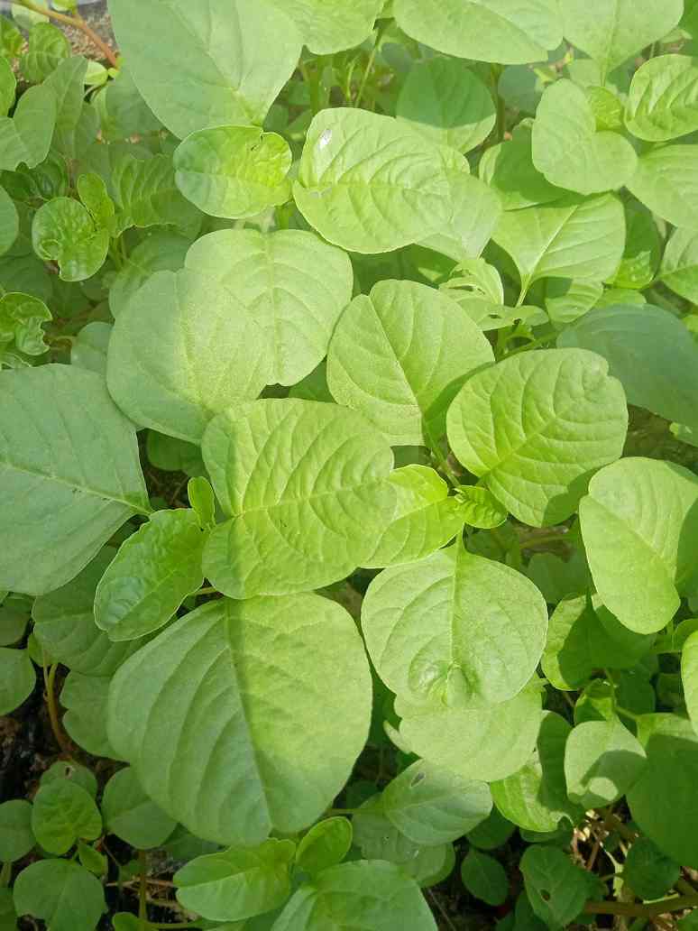 Green Chaulai Seeds - Open Pollination