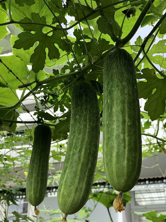 Green Cucumber Seeds Open Pollination